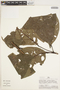 Callichlamys latifolia (Rich.) K. Schum., PERU, A. H. Gentry 27859, F