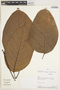 Callichlamys latifolia (Rich.) K. Schum., PERU, A. H. Gentry 76896, F