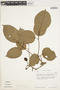 Callichlamys latifolia (Rich.) K. Schum., PERU, T. C. Plowman 5670, F