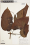 Callichlamys latifolia (Rich.) K. Schum., PERU, A. H. Gentry 19679, F