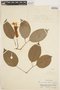 Callichlamys latifolia (Rich.) K. Schum., PERU, G. Klug 4203, F