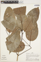 Callichlamys latifolia (Rich.) K. Schum., PERU, A. H. Gentry 25738, F