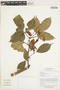 Callichlamys latifolia (Rich.) K. Schum., BRAZIL, L. G. Lohmann 2952-24, F