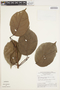 Callichlamys latifolia (Rich.) K. Schum., BRAZIL, G. T. Prance 9674, F