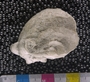 PE 61023 fossil