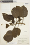 Delostoma integrifolium D. Don, ECUADOR, M. Acosta Solis 11648, F
