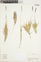Poaceae, Colombia, J. Cuatrecasas 24565, F