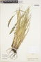 Poaceae, Colombia, R. Romero Castañeda 24563, F