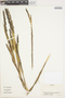Poaceae, Colombia, M. T. Murillo 25644, F