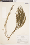 Ditassa taxifolia Decne., VENEZUELA, J. A. Steyermark 950, F