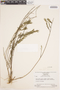 Ditassa taxifolia Decne., VENEZUELA, J. A. Steyermark 484, F