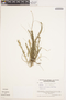 Ditassa taxifolia Decne., VENEZUELA, J. A. Steyermark 117864, F