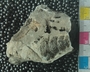 PE 61198 A fossil