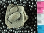 PE 61199 A fossil