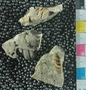 PE 61200 A fossil
