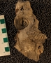 PE 61356  fossil