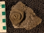 PE 61357  fossil
