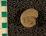 UC 18096  fossil