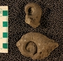 UC 29985 fossil