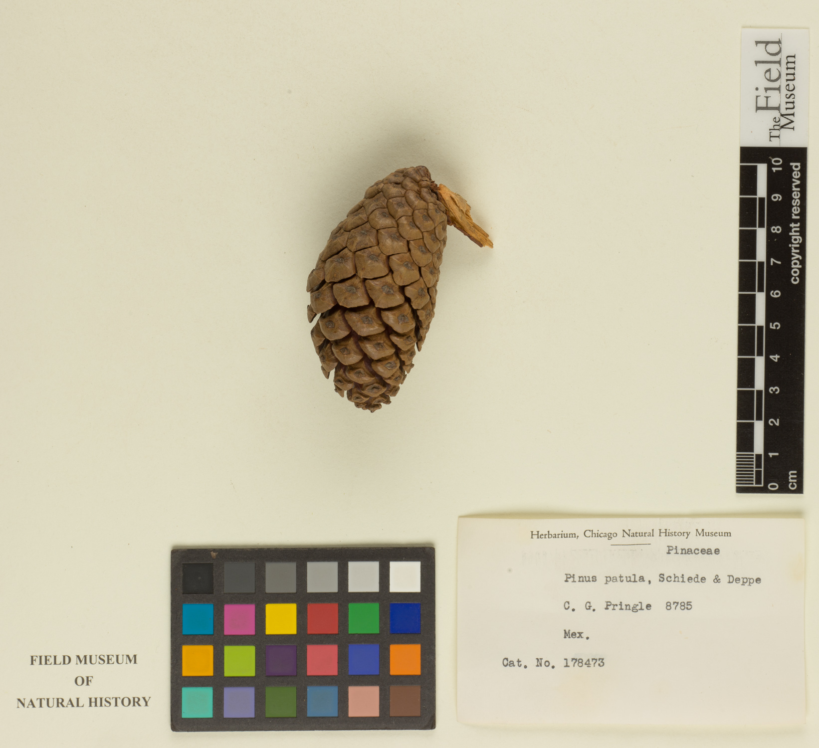 Pinus patula image