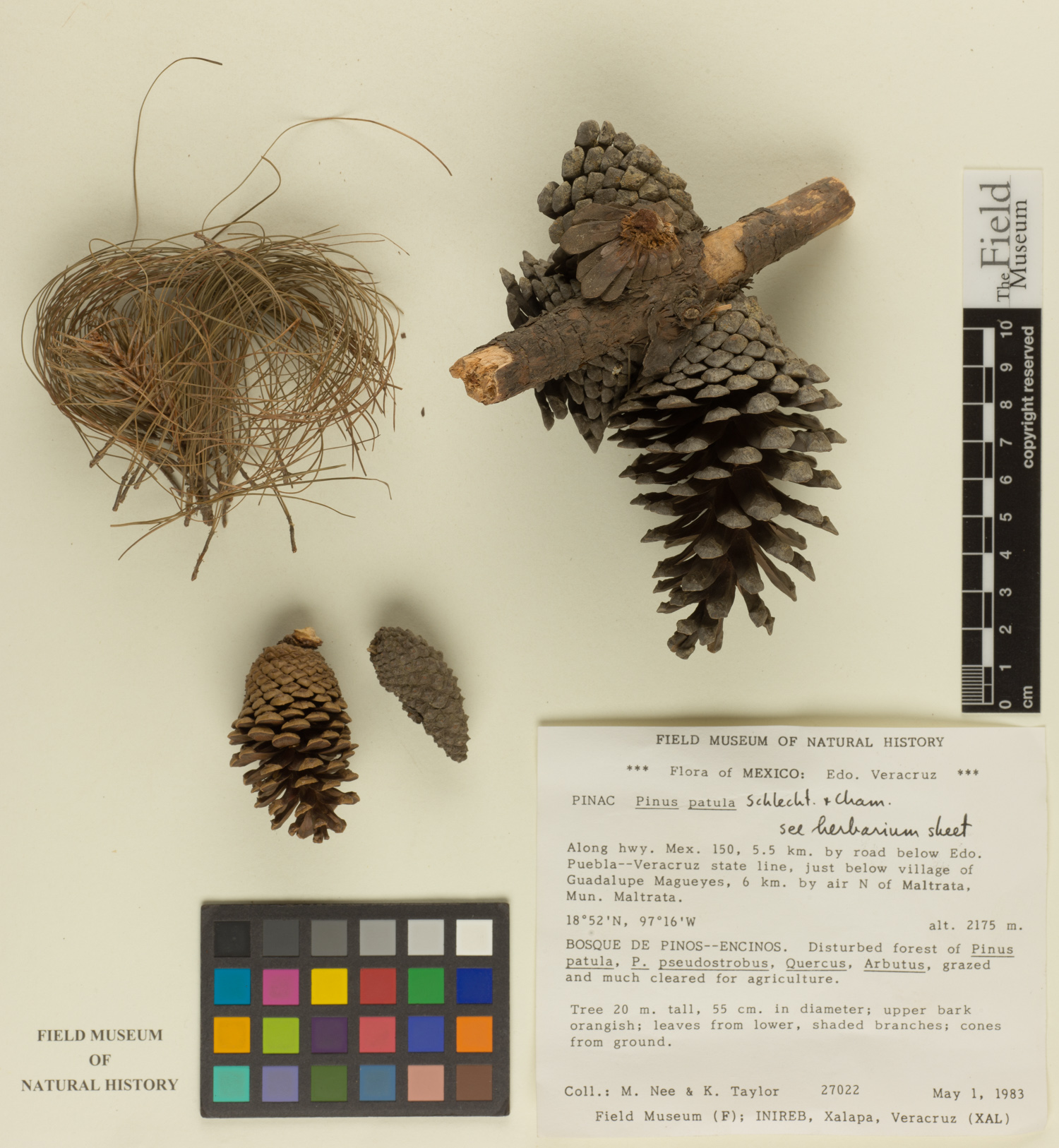 Pinus patula image