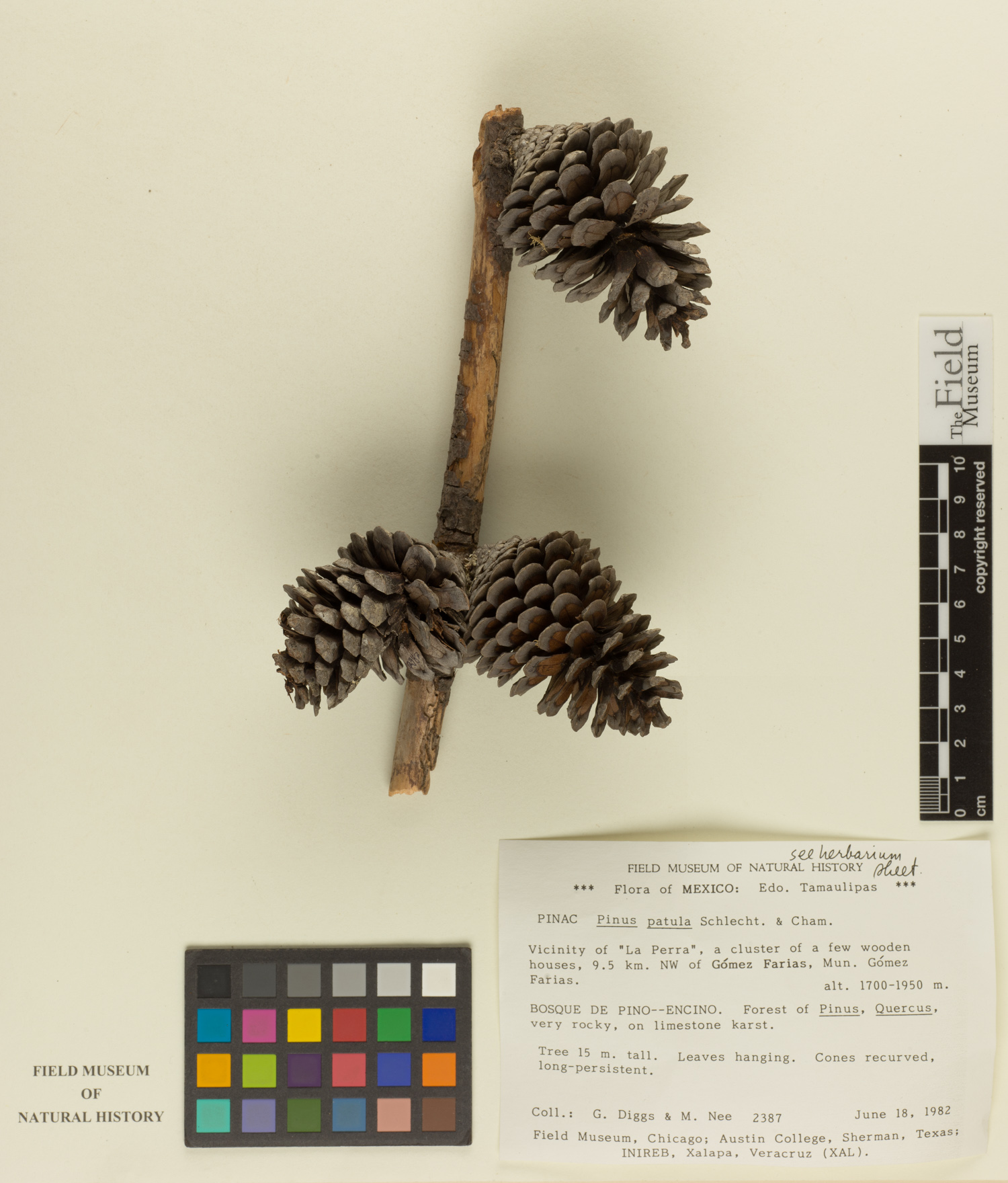 Pinus patula image