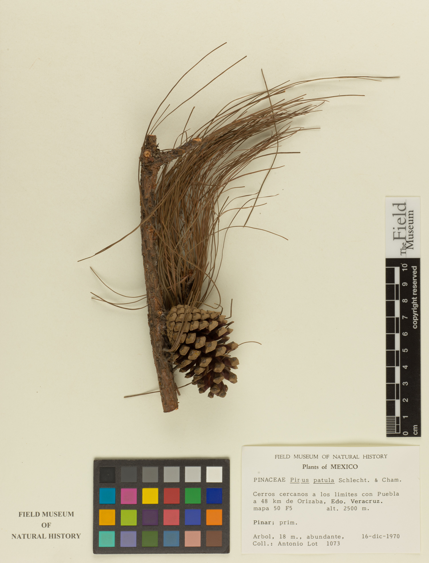 Pinus patula image