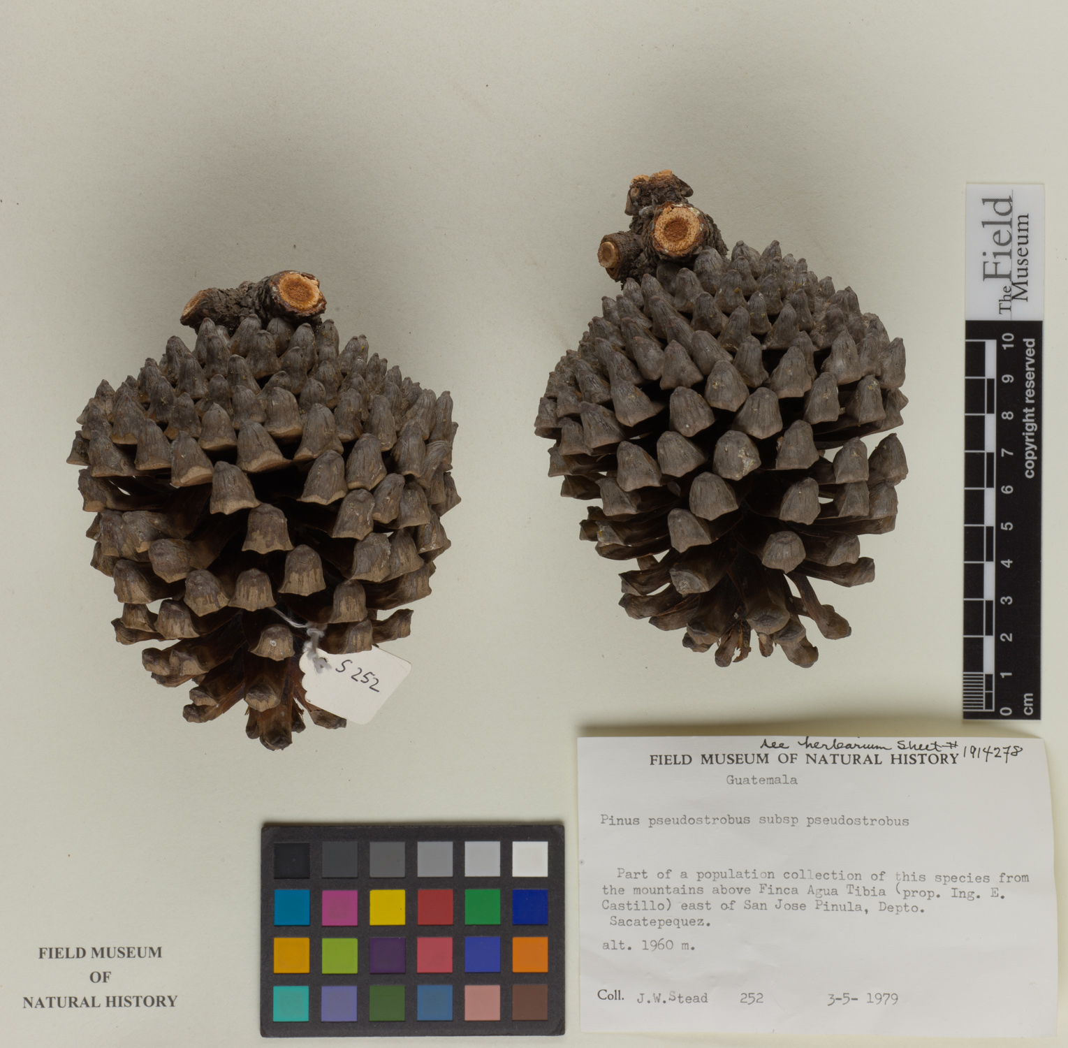 Pinus pseudostrobus var. pseudostrobus image