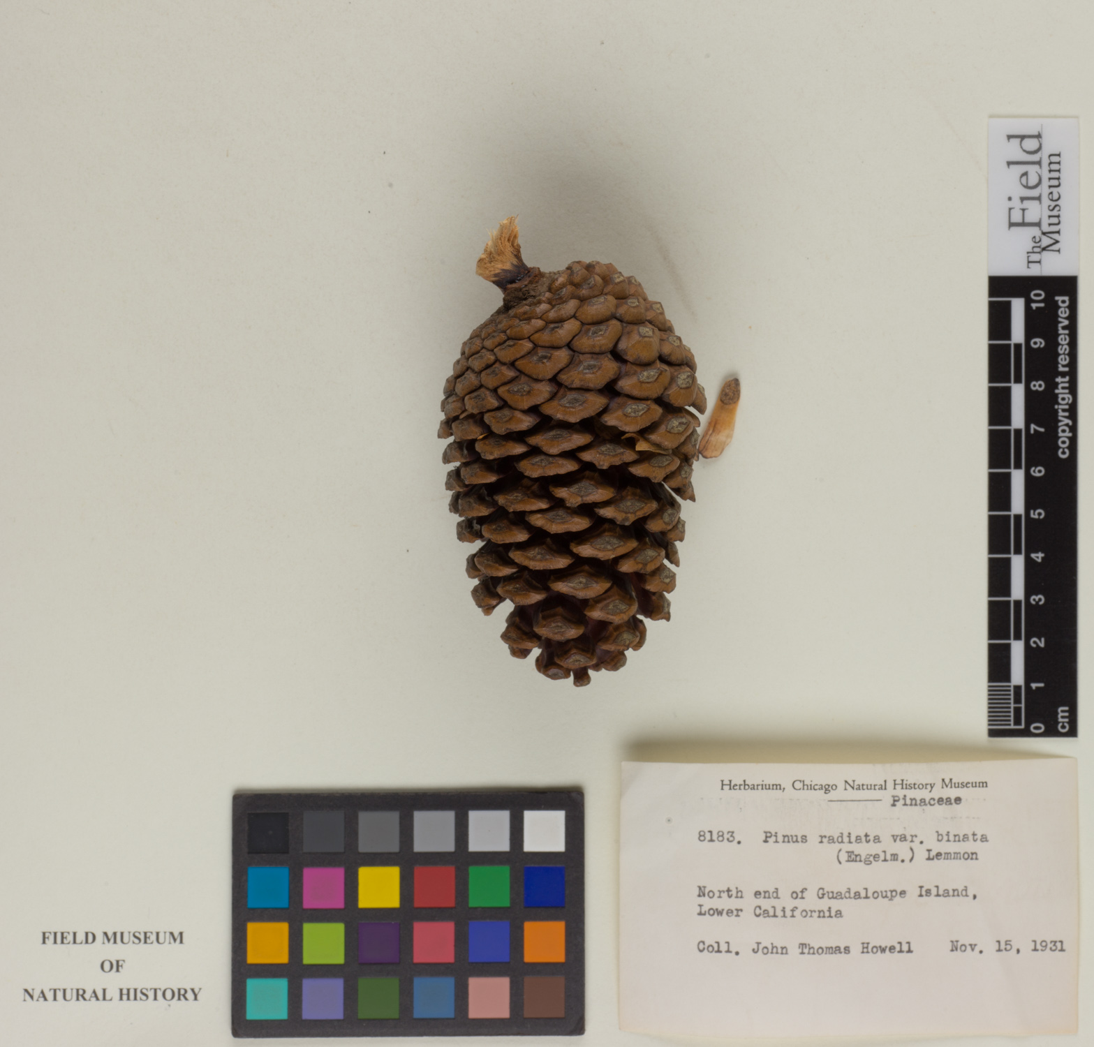 Pinus radiata var. binata image