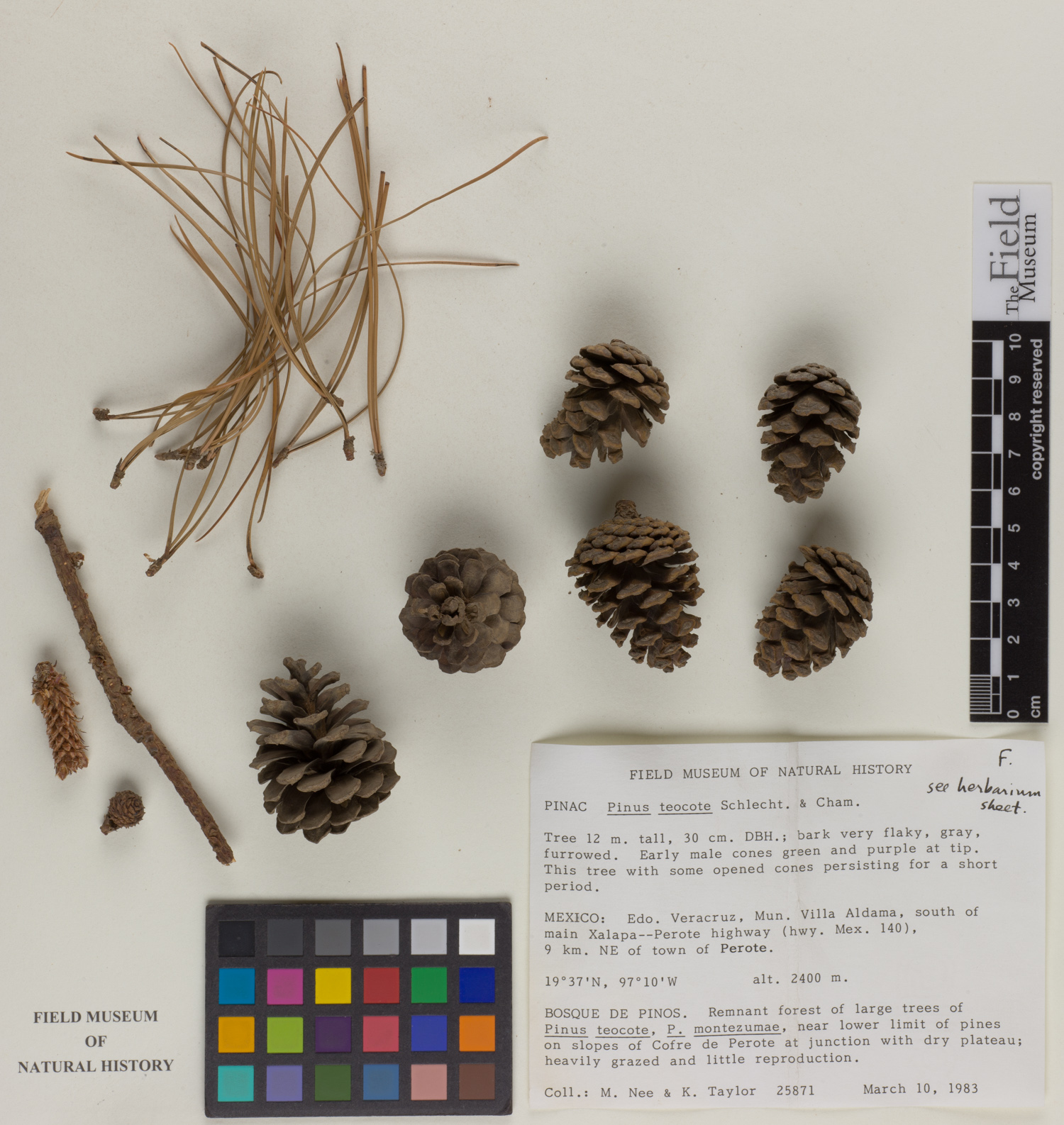 Pinus teocote image