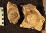 PE 2912  fossil