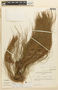 Pinus patula image