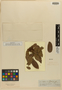 Calliandra glyphoxylon Spruce ex Benth., ECUADOR, R. Spruce 5571, Isotype, F