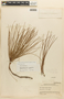 Pinus tecunumanii image