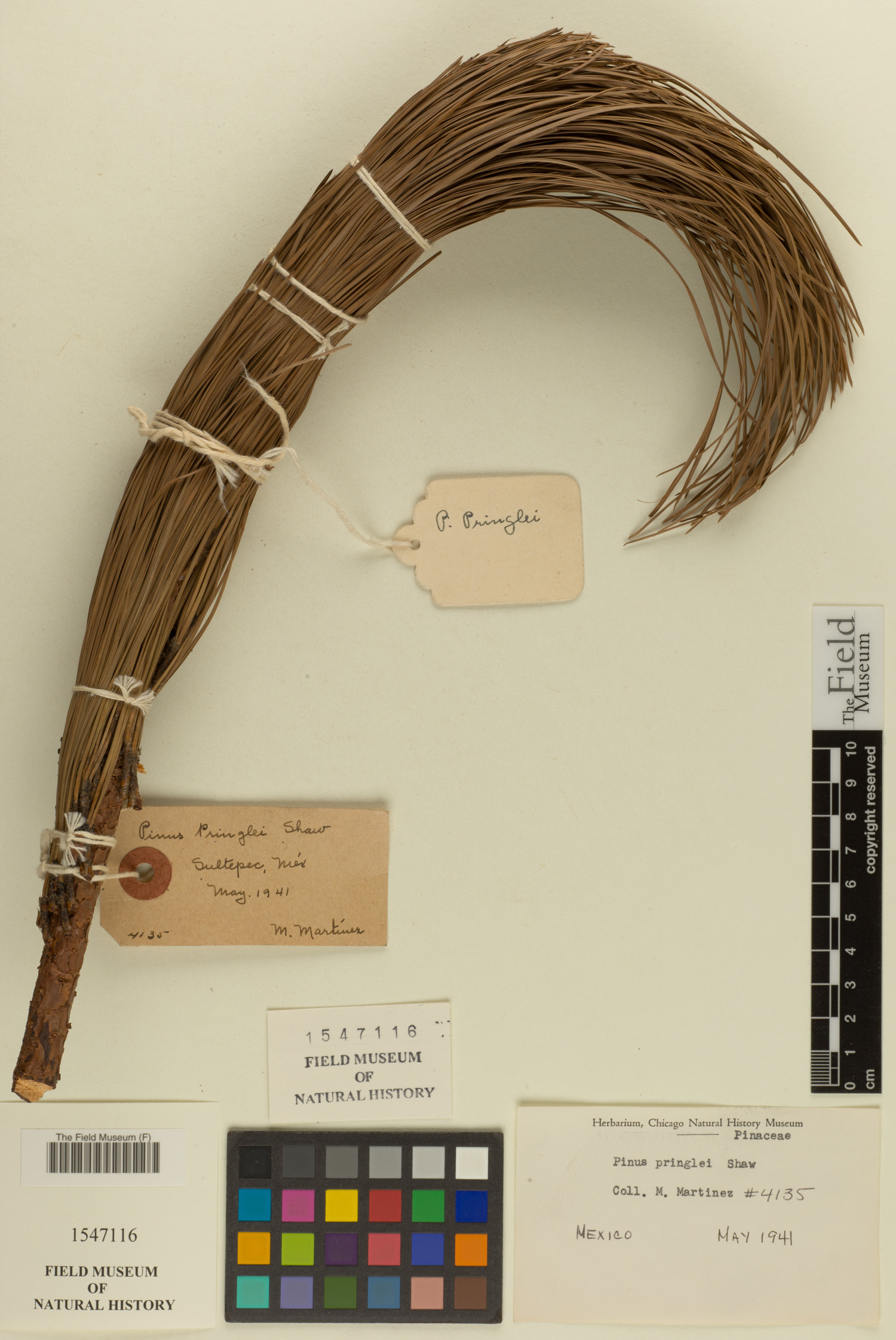 Pinus pringlei image