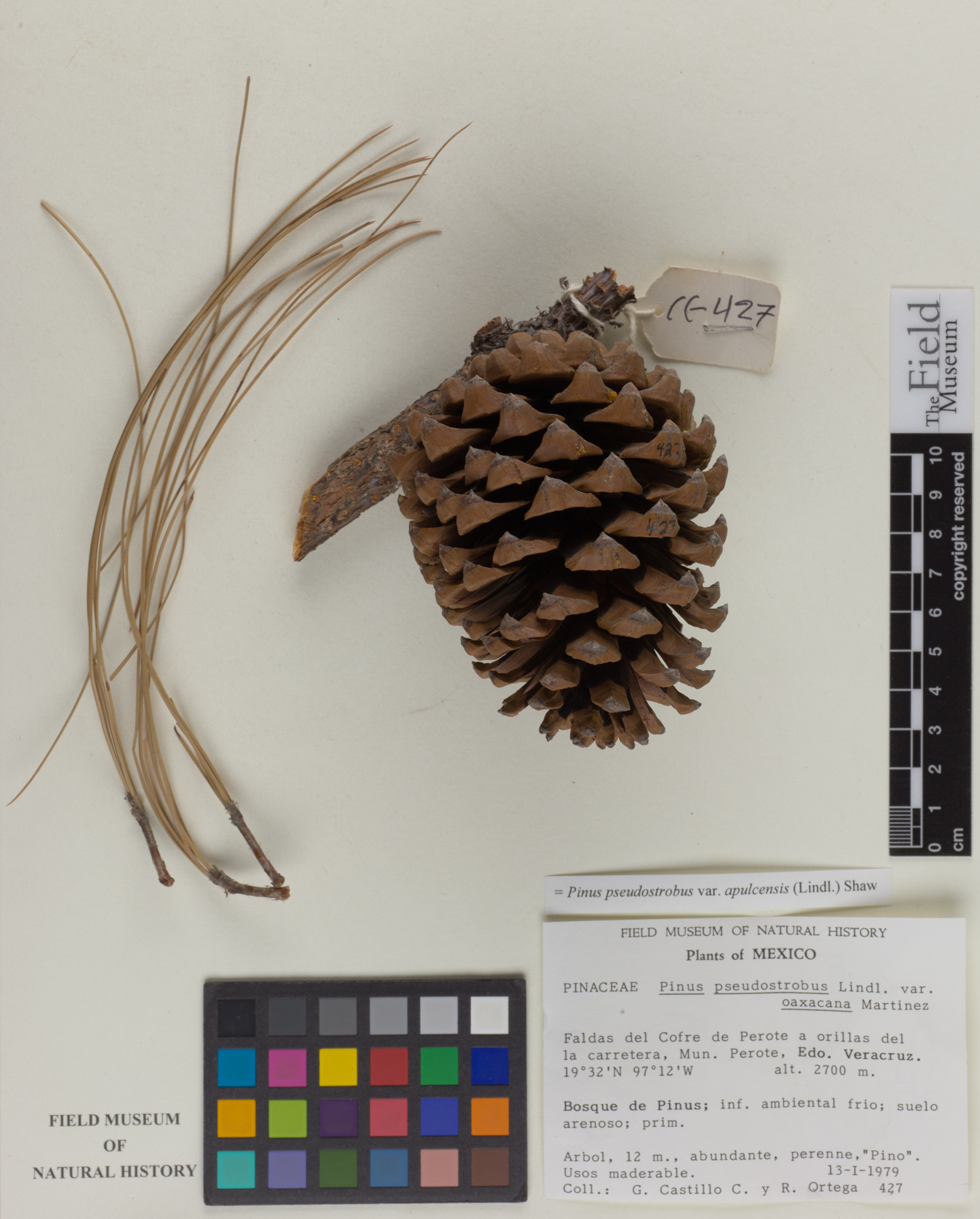Pinus pseudostrobus image