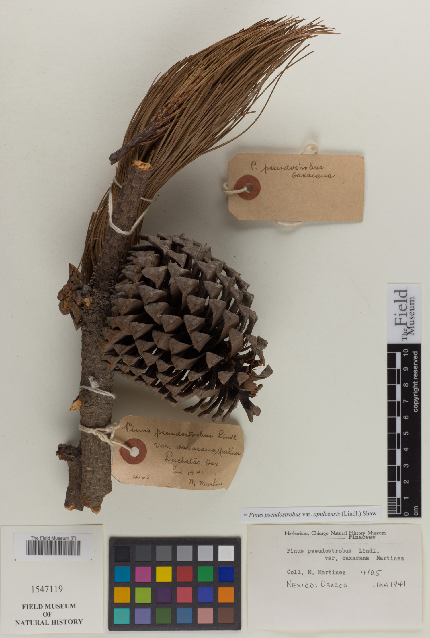 Pinus pseudostrobus var. apulcensis image