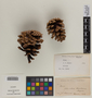 Pinus L., U.S.A., J. C. Blumer s.n., F