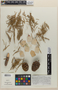 Sequoiadendron giganteum (Lindl.) J. Buchholz, U.S.A., J. T. Buchholz 5B & 6D, F