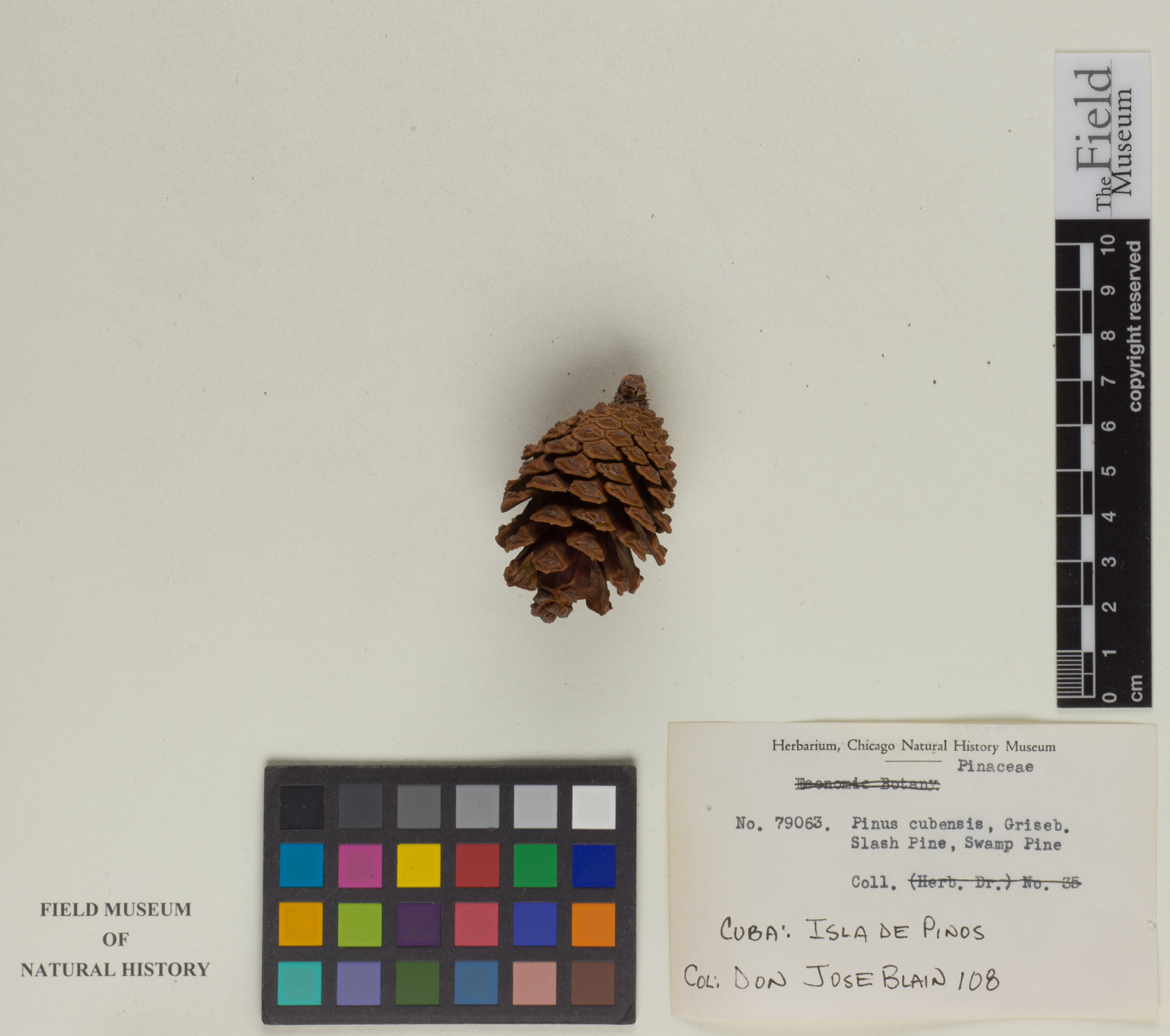 Pinus cubensis image