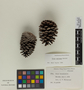 Pinus caribaea Morelet, BAHAMAS, C. F. Millspaugh 2084, F