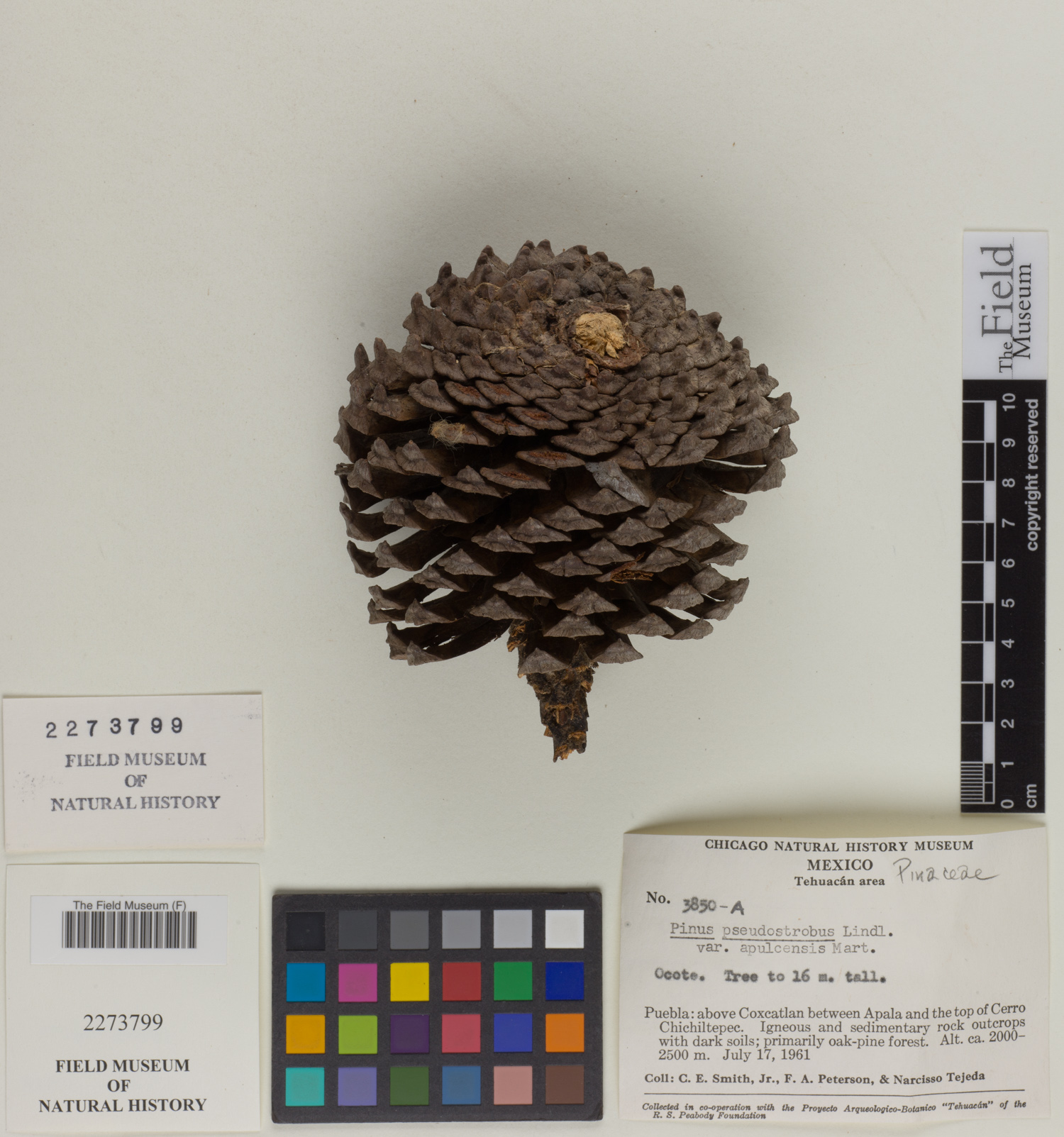 Pinus pseudostrobus var. apulcensis image