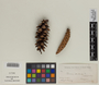 Pinus strobus L., U.S.A., R. J. J. Ferry s.n., F