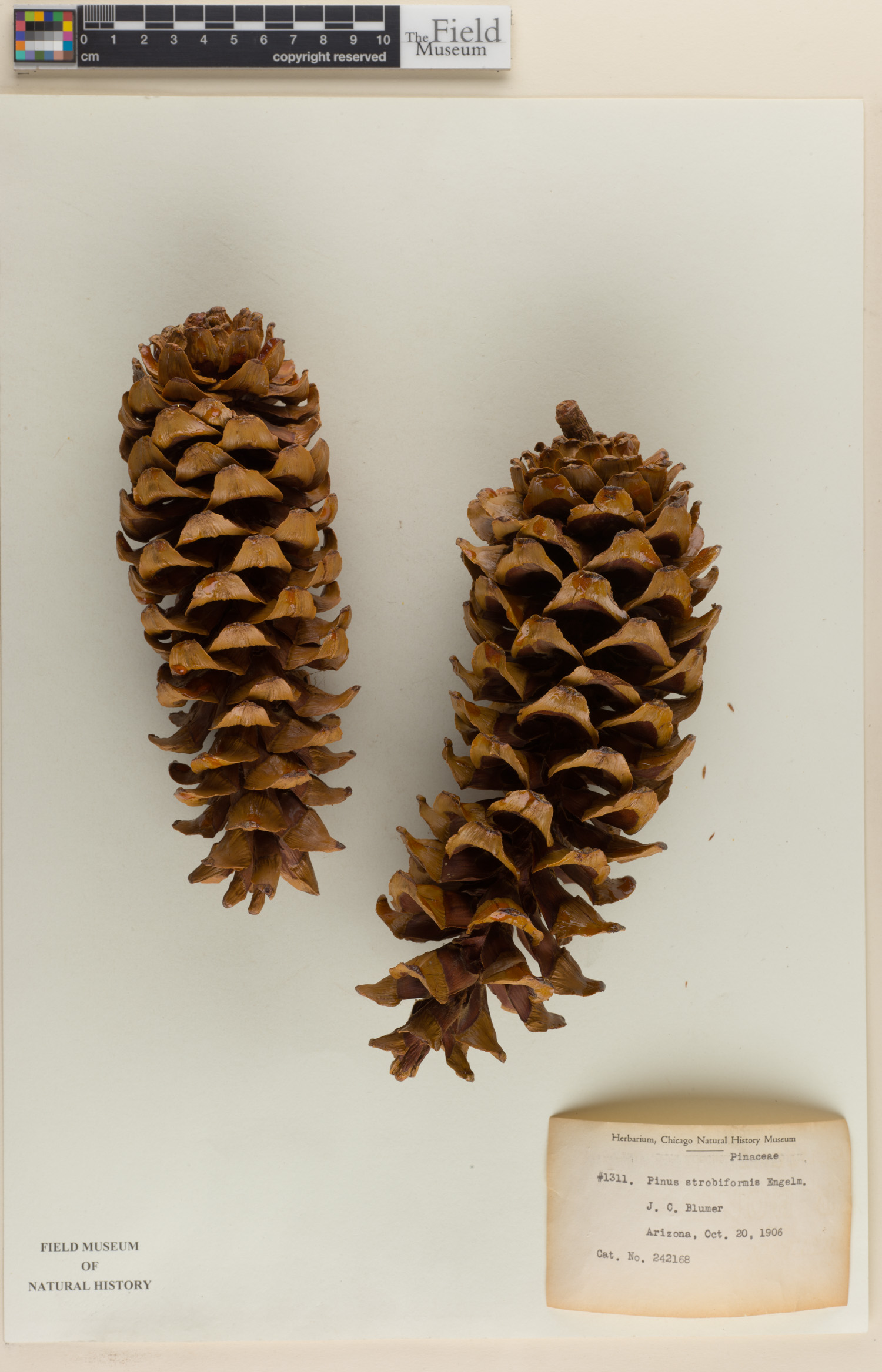 Pinus strobiformis image