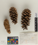 Pinus strobiformis Engelm., U.S.A., E. L. Little, Jr. 18589, F