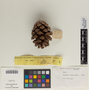 Pinus L., U.S.A., H. P. Bracelin 2414, F