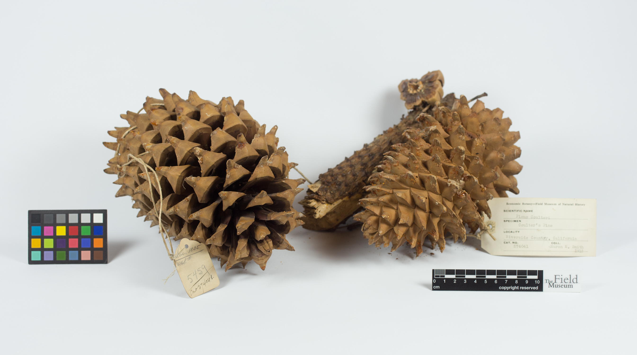 Pinus coulteri image