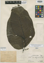Piper roqueanum Trel., Peru, Ll. Williams 6961, Holotype, F