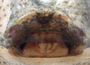 Ceratinella parvula female epigynum