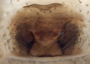 Grammonota inusiata female epigynum